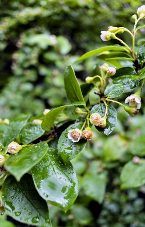 water drops on leaves after the rain in daylight