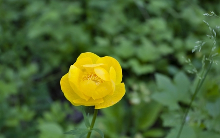 globe flower on a green background, South Ural, the plant with latin name Trollius, listed in the...
