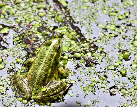 green frog sits on the Board, macro, South Ural