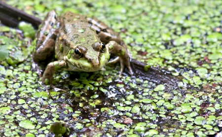 portrait of a green frog on a background of grassy pond, South Ural