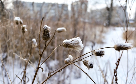 dry seeds of the Thistle covered with frost in late autumnの写真素材