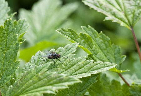 fly sitting on a sheet of currantsの写真素材