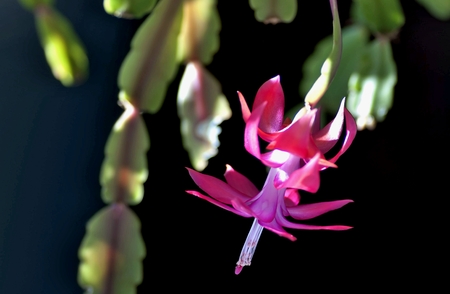 blooming the Christmas cactus, the plant with the Latin name Schlumbergera on dark backgroundの写真素材