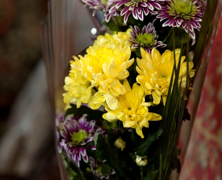 yellow chrysanthemums in the bouquet, macro, narrow focus areaの写真素材