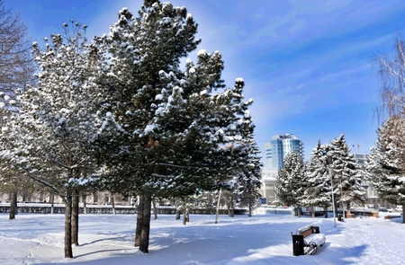 fir trees covered with fresh snow on the background of urban landscape and blue winter sky on a Sunny morningの写真素材