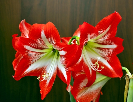 bright red flowers Amaryllisの写真素材
