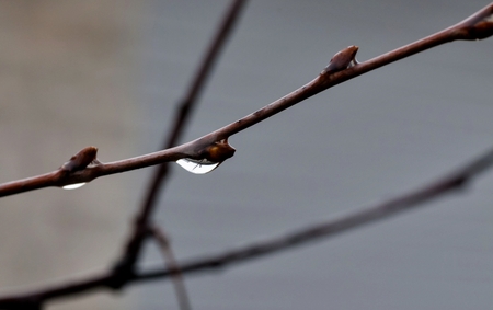 branch with raindrops in natural light, soft focusの写真素材