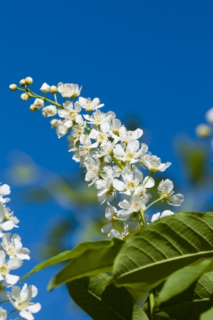 flowering bird cherry on blue spring sky backgroundの写真素材