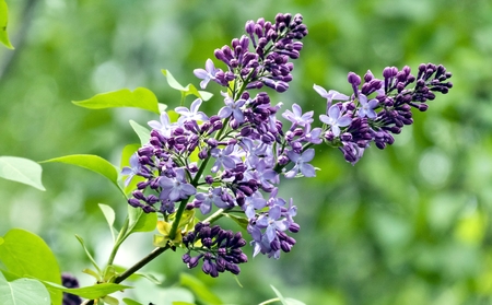 branch of blooming lilac with flowersの写真素材