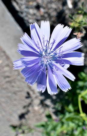 blue flower of chicory in the light of the morning sun, visible pistils, stamens, pollenの写真素材