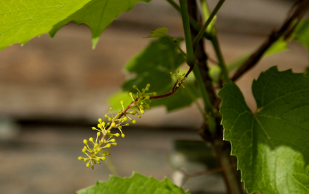 branch with small green unripe berries of the grapesの写真素材