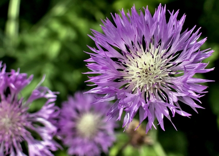 rose cornflower blossomed on blurred green nature background
