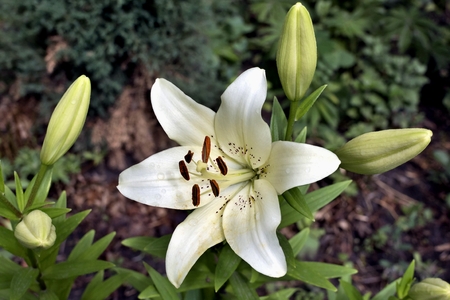 delicate white Lily on blurred natural backgroundの写真素材
