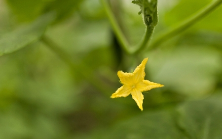 yellow flower in the form of a five-pointed star, cucumber in bloom in the greenhouse, just tiedの写真素材