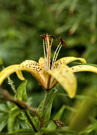 yellow tiger Lily with raindrops on the petals early cloudy morning, soft focusの写真素材