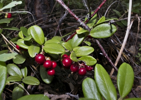 bushes of ripe cowberry growing in the woods