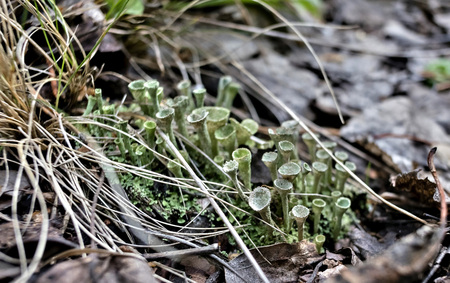 forest lichen with the Latin name Cladonia fimbriata