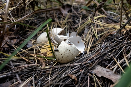 bird's nest on the ground with a shell of large light eggs in brown speckled fledglingsの写真素材