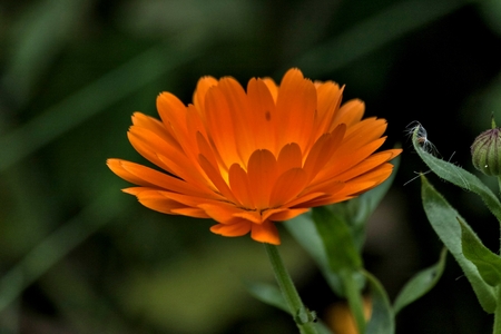 bloomed yellow calendula the flower with latin name Calendulaの写真素材