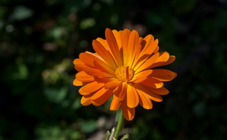 bloomed yellow calendula the flower with latin name Calendula
