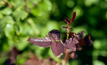 drop of dew on the leaves illuminated by the morning sun, close-up, soft focusの写真素材