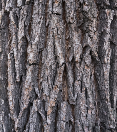 texture of the bark of an elm tree sparkling in the evening autumn sun