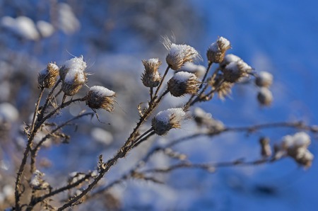 fluffy seeds of a weed plant covered with the first snow lit by the morning sun against the blue blurred landscapeの写真素材