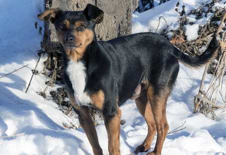 dog illuminated by the sun stands on the snowの写真素材