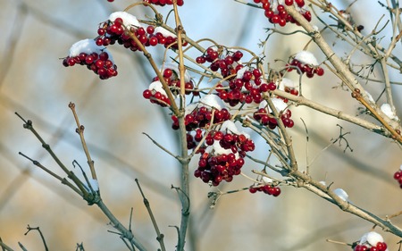 bright red berries of viburnum covered with the first snow in the early morningの写真素材