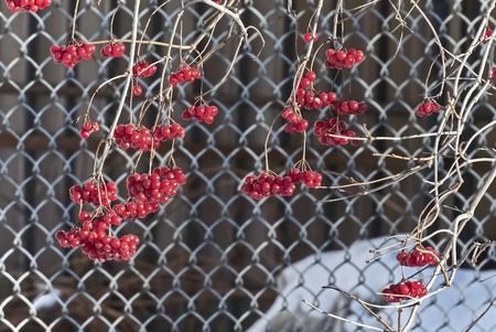 ripe berries of a viburnum lit by the sun on branches without leaves in the winterの写真素材