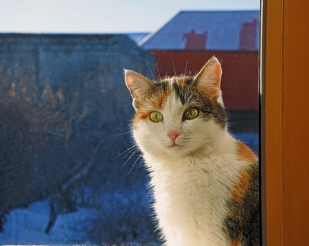 three-haired cat lit by the sun from the street looks out the window of the house
