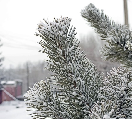 pine branches covered with fresh snow, macroの写真素材