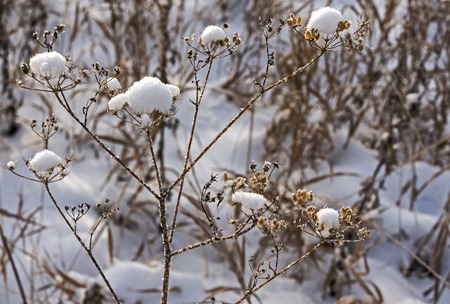 dry plants covered with snow in snowdrifts lit by the morning sunの写真素材