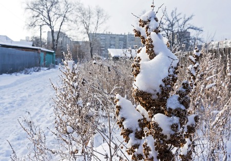 dry plants covered with snow in snowdrifts lit by the morning sunの写真素材