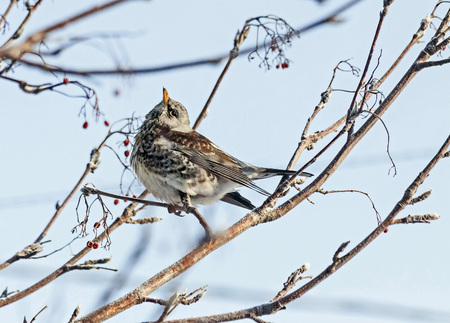 Fieldfare thrush sitting on a branch of Rowan
