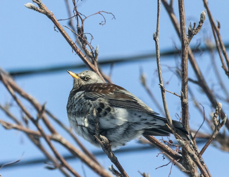 young mountain ash thrushの写真素材