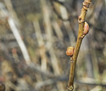 kidneys of black currant affected by a kidney tick with the Latin name Cecidophyopsis ribis