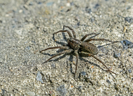 black spider sitting on a rock and basking in the sun, narrow focus area