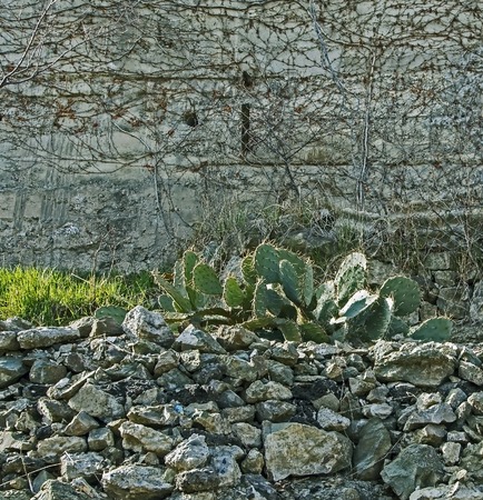 cactus grows outdoors in Georgia in the open groundの写真素材