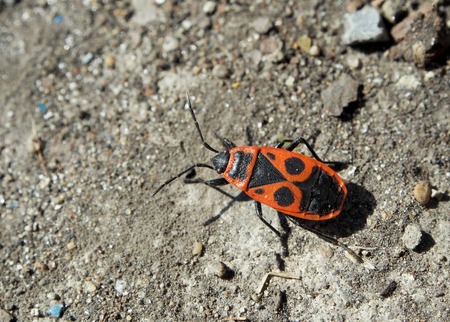 red bug with Latin name Pyrrhocoris apterus basking in the sun, narrow focus area