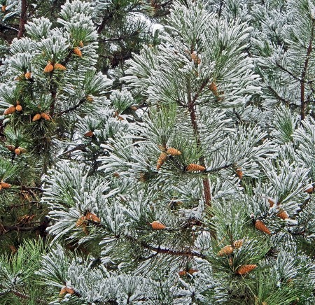 pine branches with cones covered with fresh snow