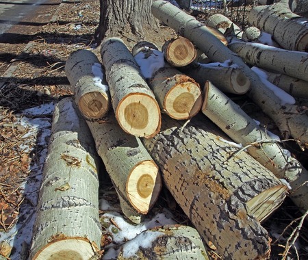 armful of poplar logs on the ground