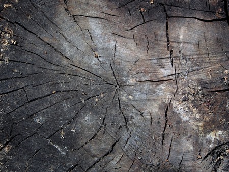 surface texture of the old stump