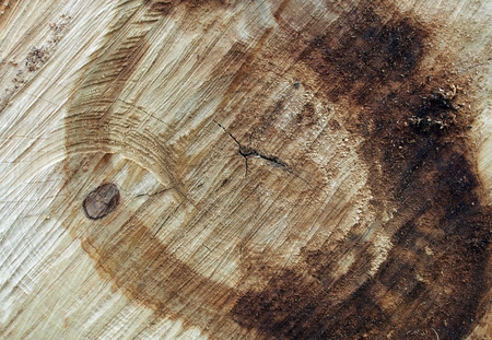 texture of the end surface of the sawn poplar trunkの写真素材