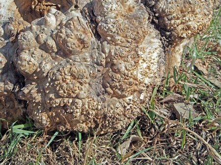 stump without bark with a cap growth with the Latin name Kapova augmentum, macro