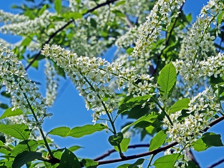blossomed bird cherry tree branch illuminated by the sun against the blue sky