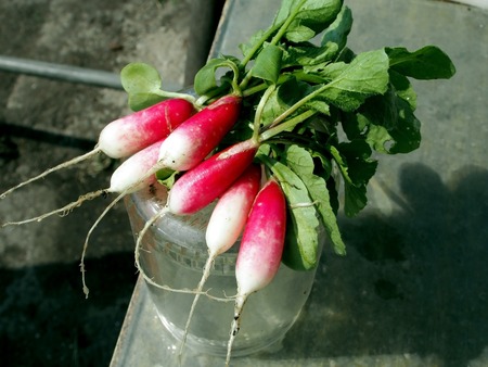 wet washed first radish in the garden illuminated by the sunの写真素材