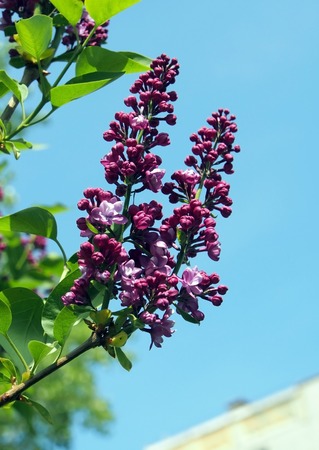 lilac is gaining color and begins to bloom on the background of the urban landscapeの写真素材