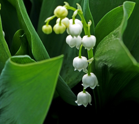not yet blossomed buds lilies of the valley in the meadowの写真素材