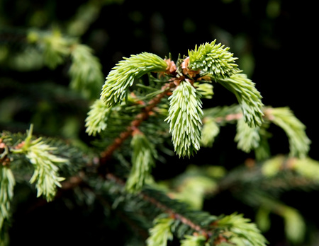 young green shoots on the branches of spruce illuminated by the spring sunの写真素材